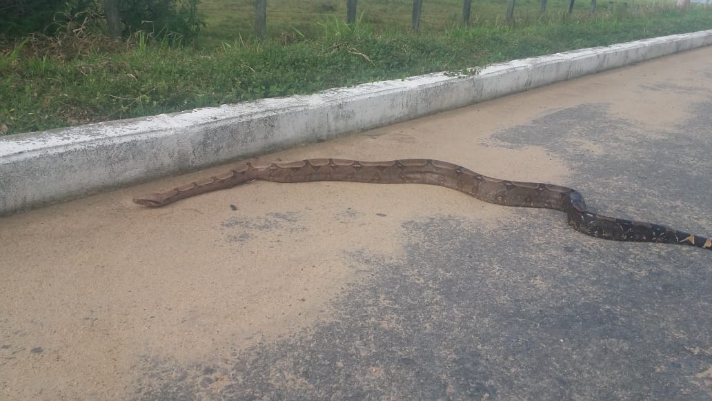 Internauta flagra jiboia ‘passeando’ na rodovia São Mateus-Guriri e grava vídeo para redes sociais