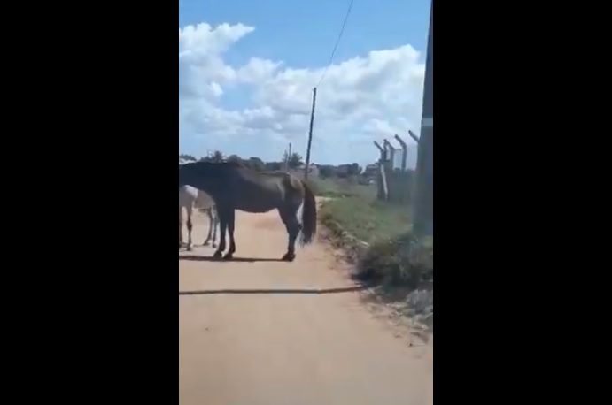 Em vídeo, morador de Guriri critica prefeito Daniel mostrando ruas sujas e com animais soltos