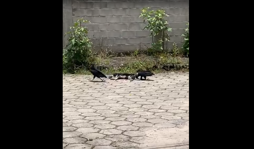 LIXO, URUBUS E MATO – Moradores do Bairro Boa Vista pedem socorro à Prefeitura de São Mateus; veja o vídeo!