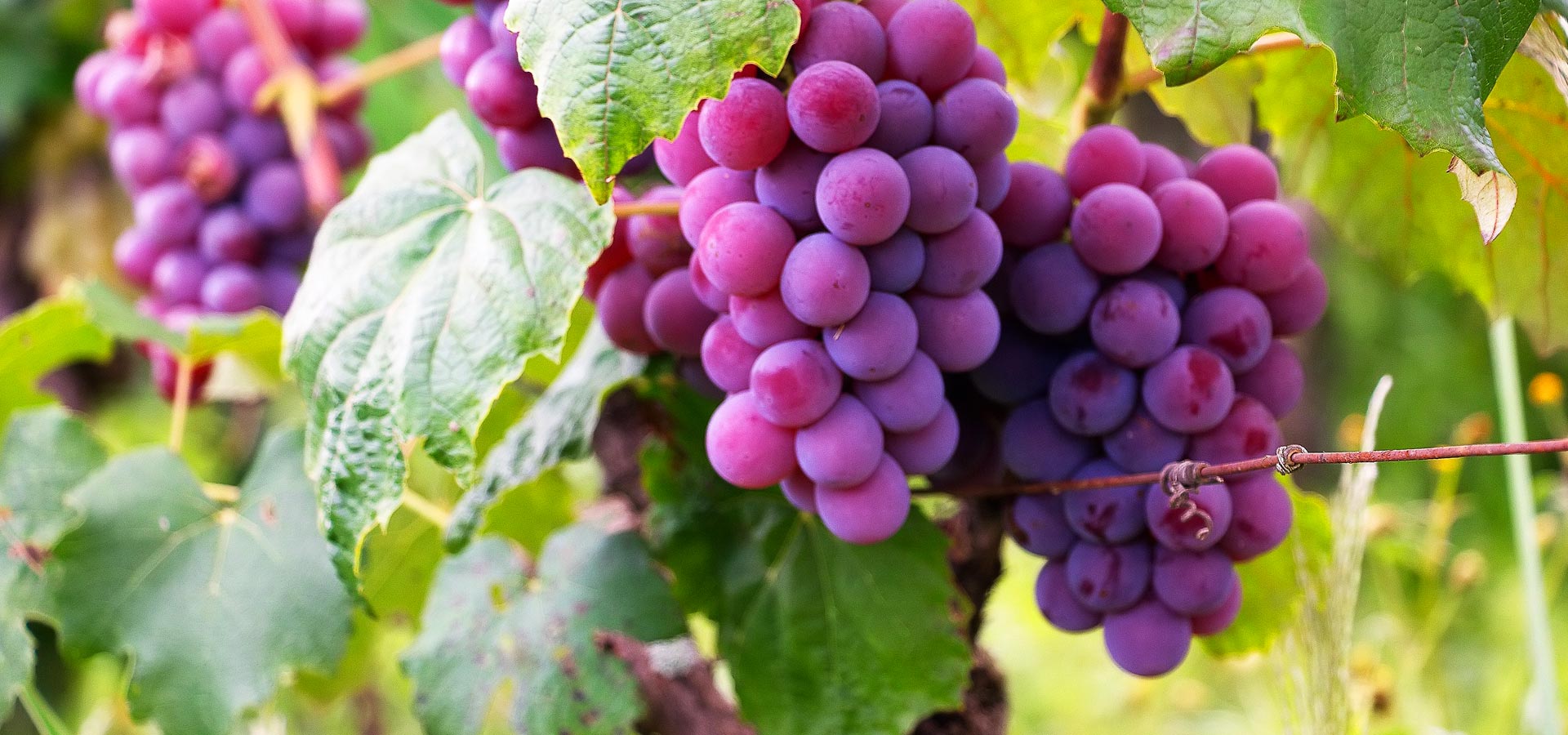 VISÃO ATALAIA – Não importa o que Você é e faz; Você pode ser um solo fértil