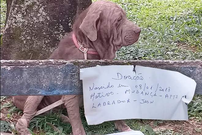 Amarrado em árvore, cachorro é abandonado com bilhete; animal precisou de atendimento veterinário