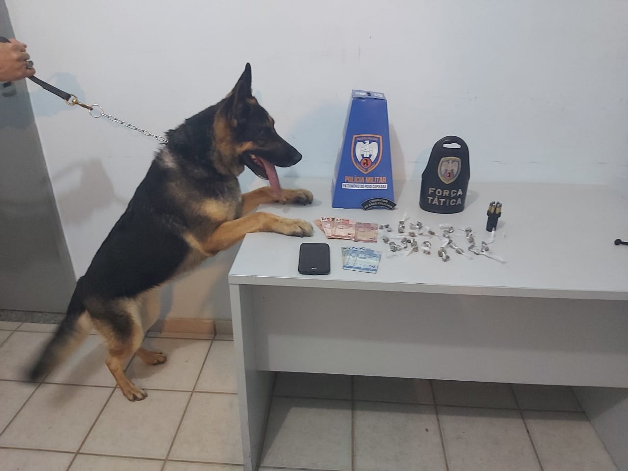 Com participação da cadela Jade, PM detém dois suspeitos com drogas e moto roubada em Pinheiros