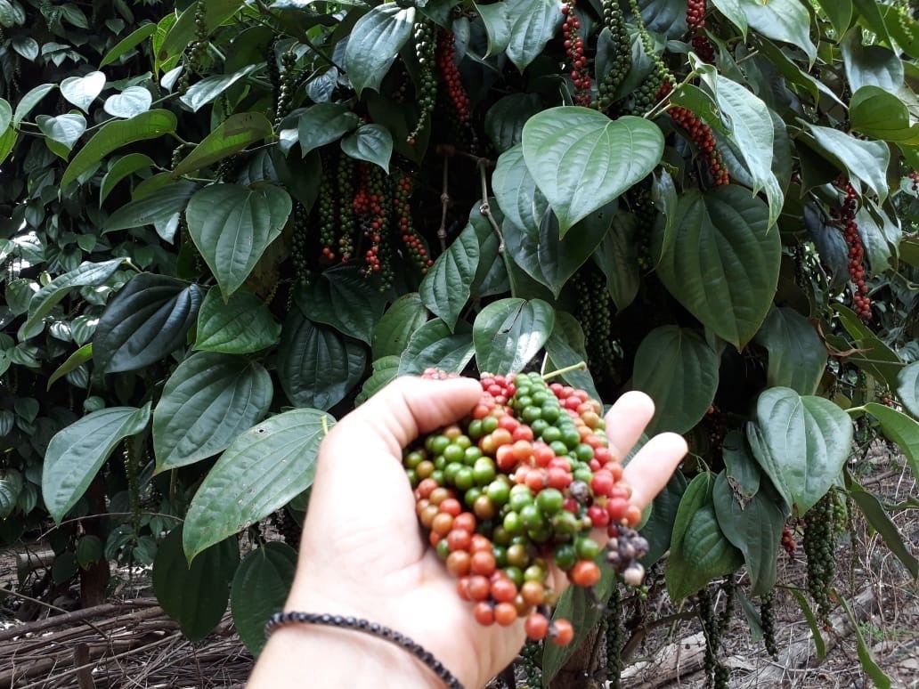 Freitas e Erasmo Negris comemoram sanção de lei que torna São Mateus a Capital Estadual das Especiarias: ‘reconhecimento’