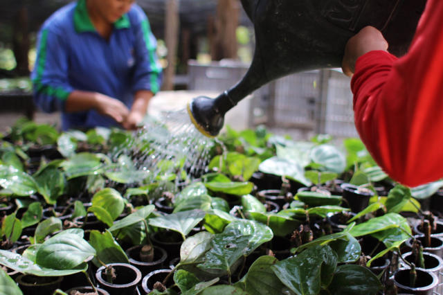 SÃO MATEUS – Programa vai permitir distribuição de mudas, sementes e insumos a produtores rurais