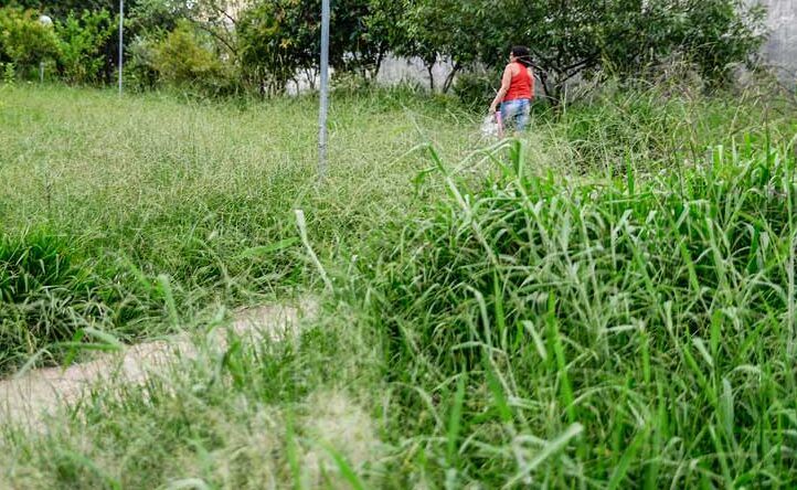 TOM POLÍTICO – Daniel apresentará ‘Cidade Matagal’ a Casagrande nesta quinta (14/04): incompetência do Prefeito na tabelinha com Vereadores
