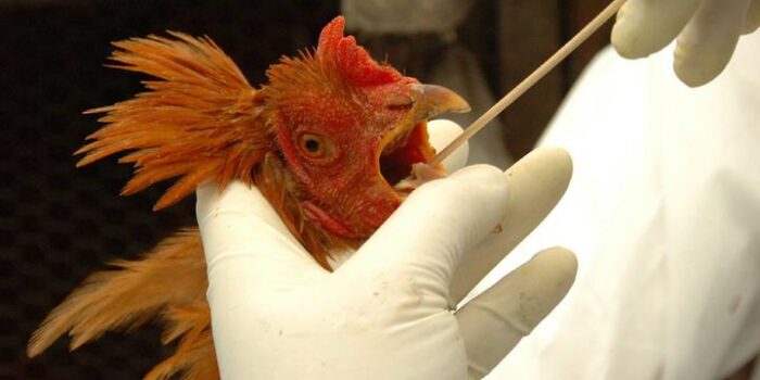 Ministério da Saúde monitora primeiro caso suspeito de gripe aviária em humano