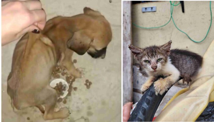 Vera Rafha convoca para manifestação pela proteção aos animais nesta quinta-feira (18/04), 13h30, em frente à Prefeitura da Serra