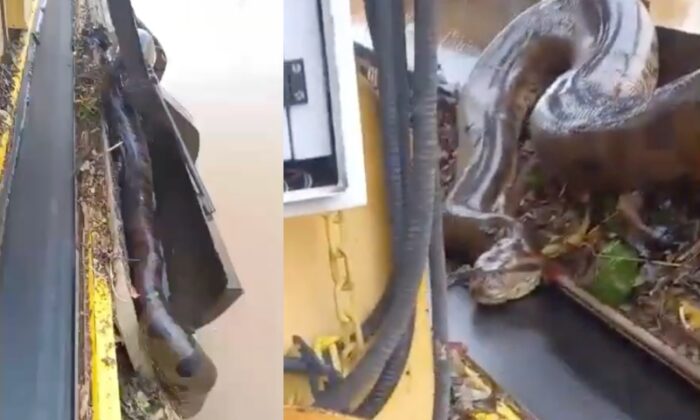 Sucuri é resgatada e trabalhadores ficam espantados com o tamanho da cobra: “É um monstro!”; veja vídeo