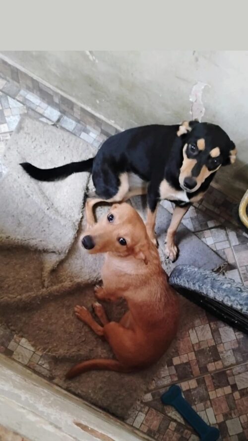 DENGO ANIMAL, COM VERA RAFHA – A Bíblia e a proteção animal