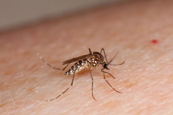 Campanha de mobilização contra dengue nas escolas começa nesta segunda (3/02)