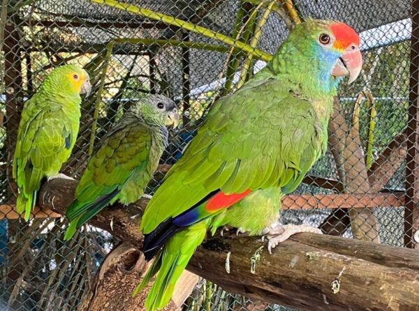 Iema publica instrução normativa para cadastro de áreas de soltura de animais silvestres