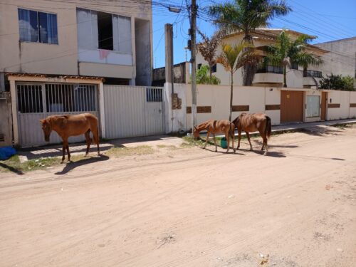 Prefeitura faz campanha para conscientizar sobre abandono de animais nas ruas em São Mateus