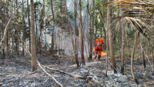 Focos de incêndio em vegetações no norte do ES mais que duplicaram no início de 2025