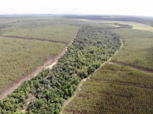 Suzano reforça compromisso ambiental com corredores para interligar fragmentos da Mata Atlântica