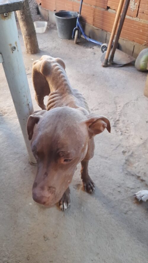 DENGO ANIMAL, POR VERA RAFHA – Protetores de animais pedem socorro a autoridades e políticos