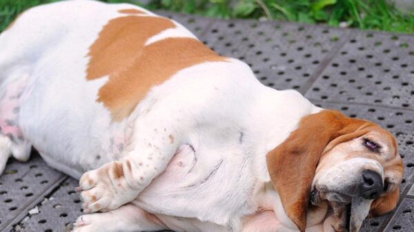 VITÓRIA – Campanha alerta para obesidade em pets e incentiva tutores a cuidarem da saúde dos animais