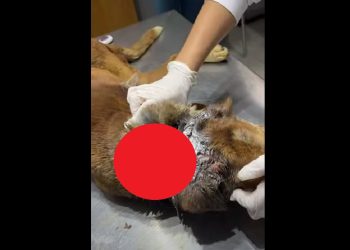 DENGO ANIMAL, POR VERA RAFHA – Preciso da sua ajuda urgente para tratar de um cachorro idoso ferido!