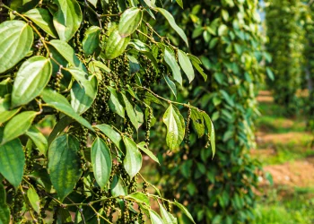 Exportações de pimenta-do-reino do Espírito Santo crescem 113% e batem recorde em 2025