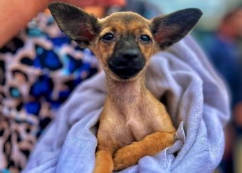 Carretão do Pet Vida oferta serviços gratuitos de bem-estar animal a Conceição da Barra e Pedro Canário