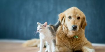 Lei define guarda compartilhada de pets; veja detalhes